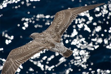 Gray seagull with streched wings Photographie de stock - Aubaine LD & Abonnement, Code: 400-04847344