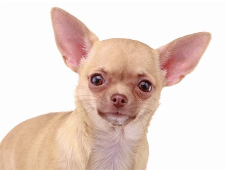 simsearch:400-04185637,k - Cute  Chihuahua dog, isolated on white background Stock Photo - Budget Royalty-Free & Subscription, Code: 400-04847483
