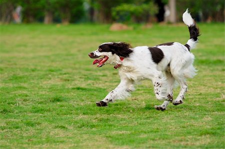 springer spaniel - Springer dog running on the lawn Stock Photo - Budget Royalty-Free & Subscription, Code: 400-04847525