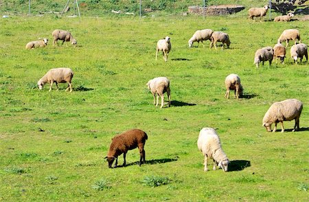 simsearch:400-05669603,k - Sheeps in green field, Extremadura region. Photographie de stock - Aubaine LD & Abonnement, Code: 400-04847585
