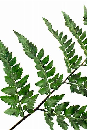 simsearch:400-04701752,k - Fern leaf isolated on white background. Photographie de stock - Aubaine LD & Abonnement, Code: 400-04847614
