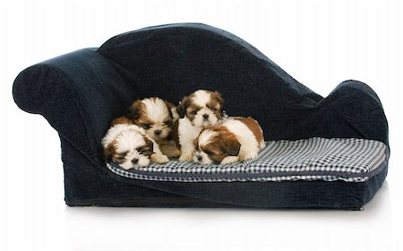 simsearch:400-04875272,k - litter of puppies - shih tzu puppy laying on blue dog couch Stock Photo - Budget Royalty-Free & Subscription, Code: 400-04848250