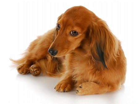 simsearch:400-04185637,k - miniature dachshund laying down with knowing look in the eye on white background Stock Photo - Budget Royalty-Free & Subscription, Code: 400-04848835