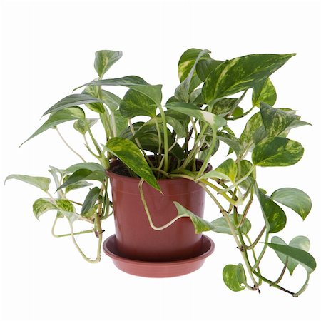 simsearch:649-06532928,k - Baby plant in small flower pot. Isolated on white background. Space for text. Stock Photo - Budget Royalty-Free & Subscription, Code: 400-04841865