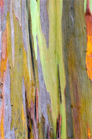 eucalyptus - the aged bark of a rainbow eucalyptus tree creates a splendid background abstract Stock Photo - Budget Royalty-Free & Subscription, Code: 400-04842755