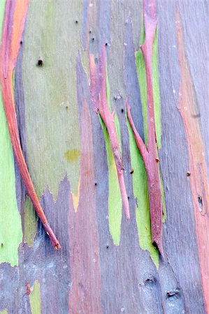 eucalyptus tree color pattern - the aged bark of a rainbow eucalyptus tree creates a splendid background abstract Stock Photo - Budget Royalty-Free & Subscription, Code: 400-04842756