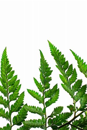 simsearch:400-04701752,k - Fern leaf isolated on white background. Photographie de stock - Aubaine LD & Abonnement, Code: 400-04843447