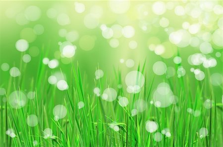simsearch:400-06141235,k - abstract beautiful fresh grass and light reflect in morning Stock Photo - Budget Royalty-Free & Subscription, Code: 400-04843950