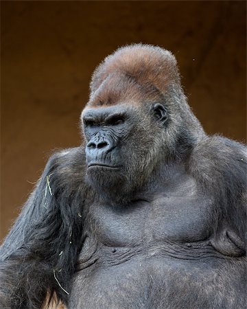 Gorilla in captivity at a zoo Stock Photo - Budget Royalty-Free & Subscription, Code: 400-04854108