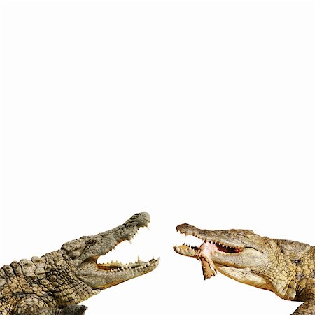 simsearch:400-04434649,k - dangerous alligators with open mouth Stock Photo - Budget Royalty-Free & Subscription, Code: 400-04854715
