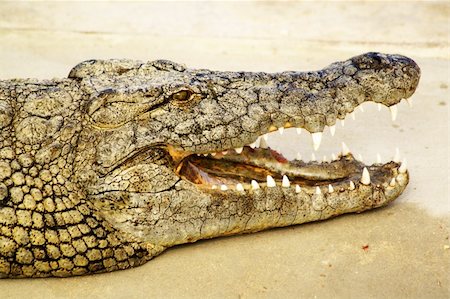 simsearch:400-05123541,k - dangerous alligator with open mouth Stock Photo - Budget Royalty-Free & Subscription, Code: 400-04854717