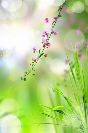 pink flower and fresh grass with light reflect in morning Stock Photo - Budget Royalty-Free & Subscription, Code: 400-04855053