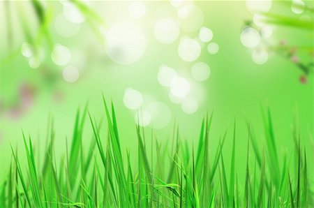 simsearch:400-06141235,k - abstract beautiful fresh grass and light reflect in morning Stock Photo - Budget Royalty-Free & Subscription, Code: 400-04855064