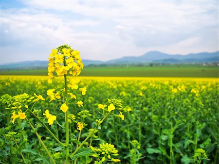 simsearch:400-04794343,k - Oilseed rape field with one flower in the foreground Stock Photo - Budget Royalty-Free & Subscription, Code: 400-04856172