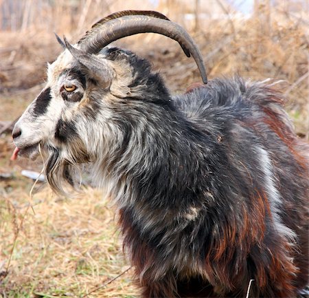 simsearch:400-05294140,k - bearded goat with horns chew grass Stock Photo - Budget Royalty-Free & Subscription, Code: 400-04856263