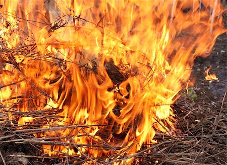 Forest fire. Branches, burning bright flame Stock Photo - Budget Royalty-Free & Subscription, Code: 400-04857210
