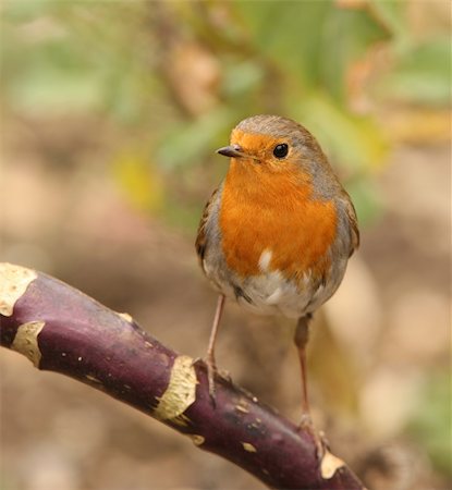 robin - Portrait of a Robin Stock Photo - Budget Royalty-Free & Subscription, Code: 400-04858236