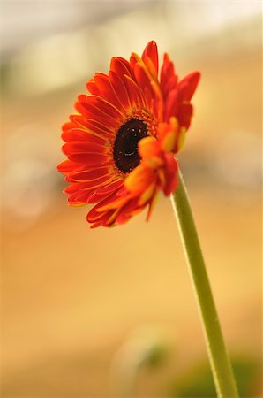 simsearch:400-05671297,k - close up on a sunflower with blur background Stock Photo - Budget Royalty-Free & Subscription, Code: 400-04859104