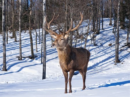 Male Red Deer in winter Stock Photo - Budget Royalty-Free & Subscription, Code: 400-04850435