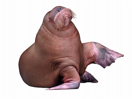 simsearch:400-04533218,k - Big Walrus isolated on pure white background Stock Photo - Budget Royalty-Free & Subscription, Code: 400-04850467