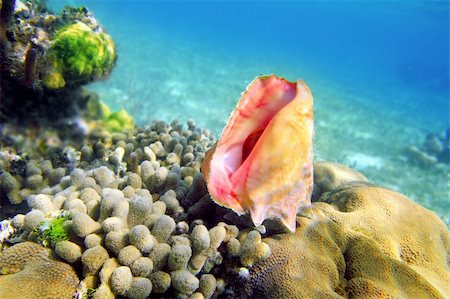 Seashell in caribbean reef colorful sea Mayan Riviera underwater Stock Photo - Budget Royalty-Free & Subscription, Code: 400-04850732