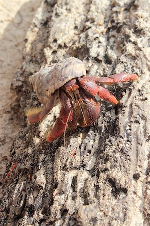 simsearch:400-06137034,k - Red Legged Hermit Crab in Mexico beach sand Clibanarius digueti Photographie de stock - Aubaine LD & Abonnement, Code: 400-04850744