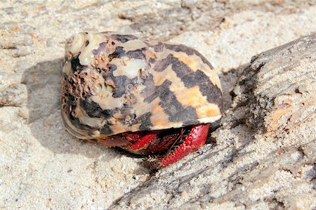 simsearch:400-06137034,k - Red Legged Hermit Crab in Mexico beach sand Clibanarius digueti Photographie de stock - Aubaine LD & Abonnement, Code: 400-04850745