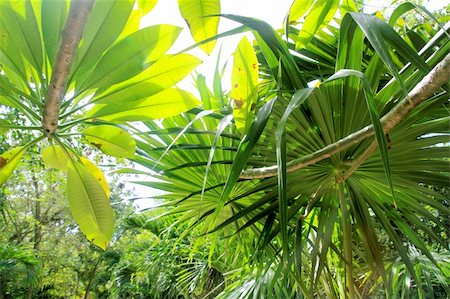 jungle rainforest atmosphere green background central America Stock Photo - Budget Royalty-Free & Subscription, Code: 400-04850753