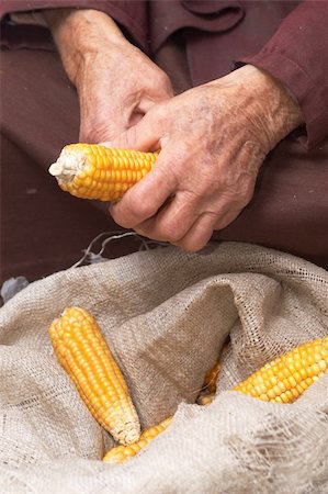 The wrinkled hands of the old woman with corn Stock Photo - Budget Royalty-Free & Subscription, Code: 400-04850809