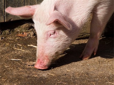 sucking pig - head of a pig searching after food on the ground Stock Photo - Budget Royalty-Free & Subscription, Code: 400-04852449