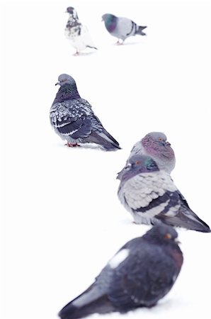 simsearch:400-04604339,k - pigeons isolated on white background Stock Photo - Budget Royalty-Free & Subscription, Code: 400-04864502