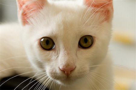 simsearch:400-05701368,k - Portrait of a white cat filling whole frame. Stock Photo - Budget Royalty-Free & Subscription, Code: 400-04865536