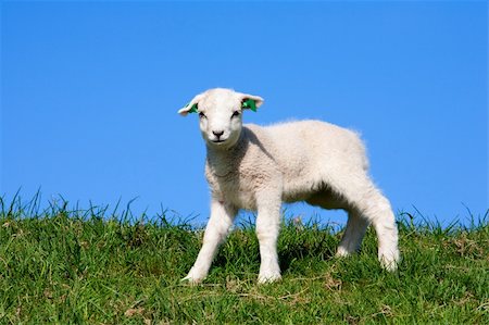 Cute lamb in the meadow, the Netherlands Stock Photo - Budget Royalty-Free & Subscription, Code: 400-04865736