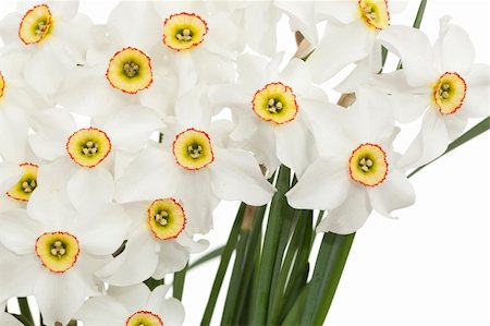 White narcissus with stem on white background Stock Photo - Budget Royalty-Free & Subscription, Code: 400-04865746