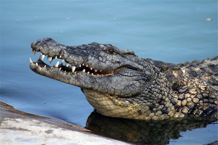 simsearch:400-05123541,k - Crocodile with wide open yaws. Front view. Stock Photo - Budget Royalty-Free & Subscription, Code: 400-04865930