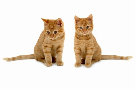 simsearch:400-05701368,k - Two sweet kittens is sitting side by side on white background. Stock Photo - Budget Royalty-Free & Subscription, Code: 400-04866098