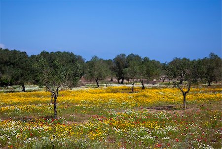 simsearch:400-04794343,k - olive trees with summer flowers Stock Photo - Budget Royalty-Free & Subscription, Code: 400-04866227