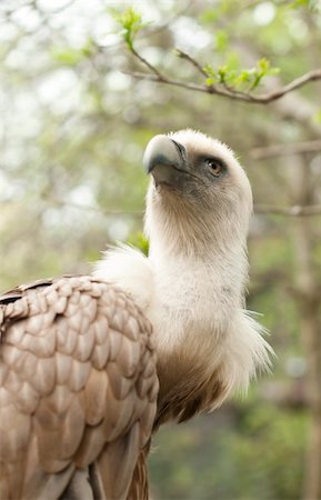 staring eagle - Vulture sitting on a tree in nature Photographie de stock - Aubaine LD & Abonnement, Code: 400-04866537