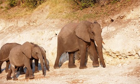 Large herd of African elephants (Loxodonta Africana) in Botswana Stock Photo - Budget Royalty-Free & Subscription, Code: 400-04867498