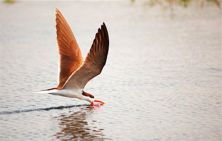 simsearch:400-04295828,k - African Skimmer (Rynchops flavirostris) in flight catching food from the river in Botswana Stock Photo - Budget Royalty-Free & Subscription, Code: 400-04867509
