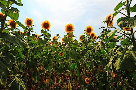 simsearch:400-04996406,k - Close-up Of The Big Sunflower In a Field Stock Photo - Budget Royalty-Free & Subscription, Code: 400-04868501