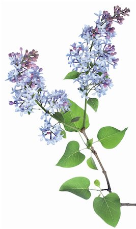 Lilac branch isolated on a white background Stock Photo - Budget Royalty-Free & Subscription, Code: 400-04868540