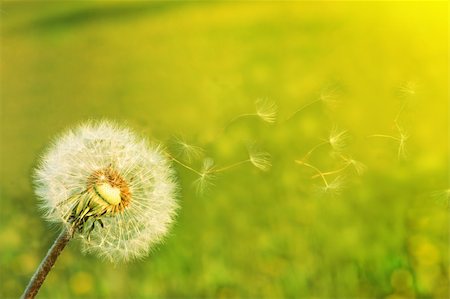 frail - A Dandelion blowing seeds in the wind. Stock Photo - Budget Royalty-Free & Subscription, Code: 400-04869230