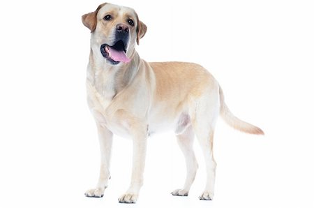 simsearch:400-05241006,k - Retriever dog isolated on a white background Stock Photo - Budget Royalty-Free & Subscription, Code: 400-04869746