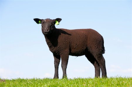 Black sheep in the meadow, the Netherlands Stock Photo - Budget Royalty-Free & Subscription, Code: 400-04869930