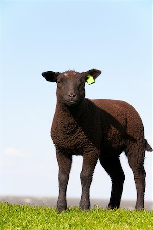 Black sheep in the meadow, the Netherlands Foto de stock - Super Valor sin royalties y Suscripción, Código: 400-04869931