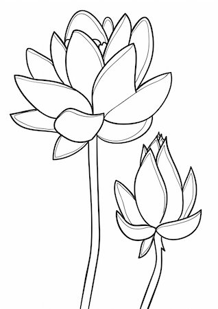 black and white vector image of lotus flower Foto de stock - Super Valor sin royalties y Suscripción, Código: 400-04861576