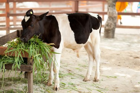 Animals at the zoo. Cows eat grass in the farm Stock Photo - Budget Royalty-Free & Subscription, Code: 400-04861772