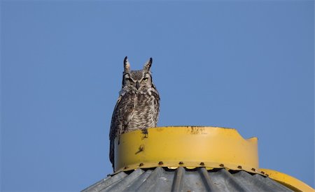 simsearch:400-04409562,k - Great Horned Owl on Granary Saskatchewan Stock Photo - Budget Royalty-Free & Subscription, Code: 400-04861785