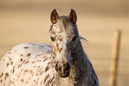 Horse in Pasture Canada Saskatchewan Stock Photo - Budget Royalty-Free & Subscription, Code: 400-04861786